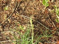 Tragopogon porrifolius
