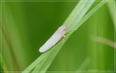 Cofana spectra