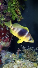 Hypoplectrus puella