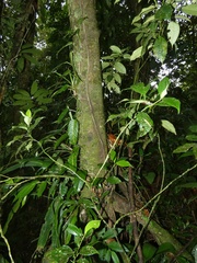 Socratea exorrhiza