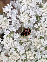 Coccinula