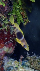 Hypoplectrus puella