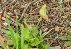 Urospermum picroides