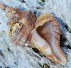 Ocenebra