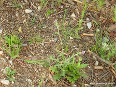 Urospermum picroides