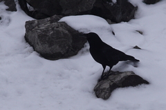 Corvus corone