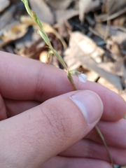 Schiedeella transversalis