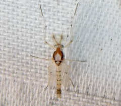 Coelotanypus concinnus