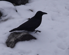 Corvus corone