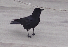 Corvus corone