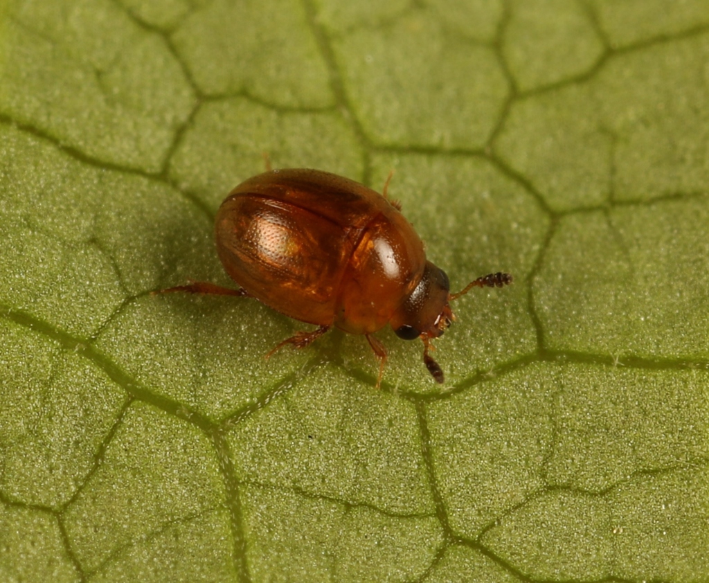 Liocyrtusa