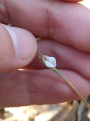 Schiedeella transversalis