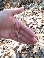 Schiedeella transversalis