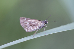 Vehilius stictomenes