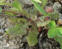 Leontodon longirostris