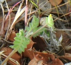 Ornithopus compressus