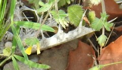 Ornithopus compressus