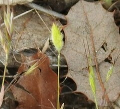 Bromus hordeaceus