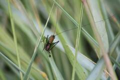 Conocephalus dorsalis