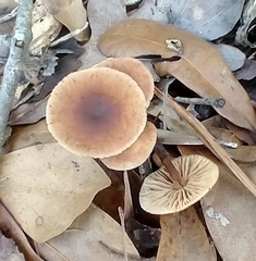 Collybiopsis subnuda