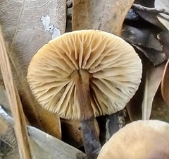 Collybiopsis subnuda