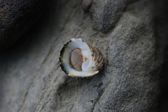 Nerita histrio