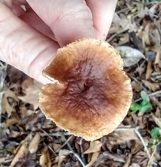 Collybiopsis subnuda