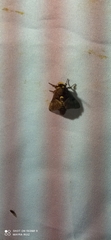 Megalopyginae