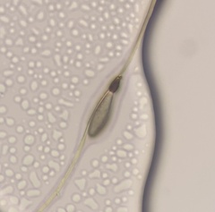 Mioptachys flavicauda