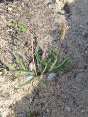 Plantago coronopus