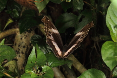 Protogoniomorpha cytora
