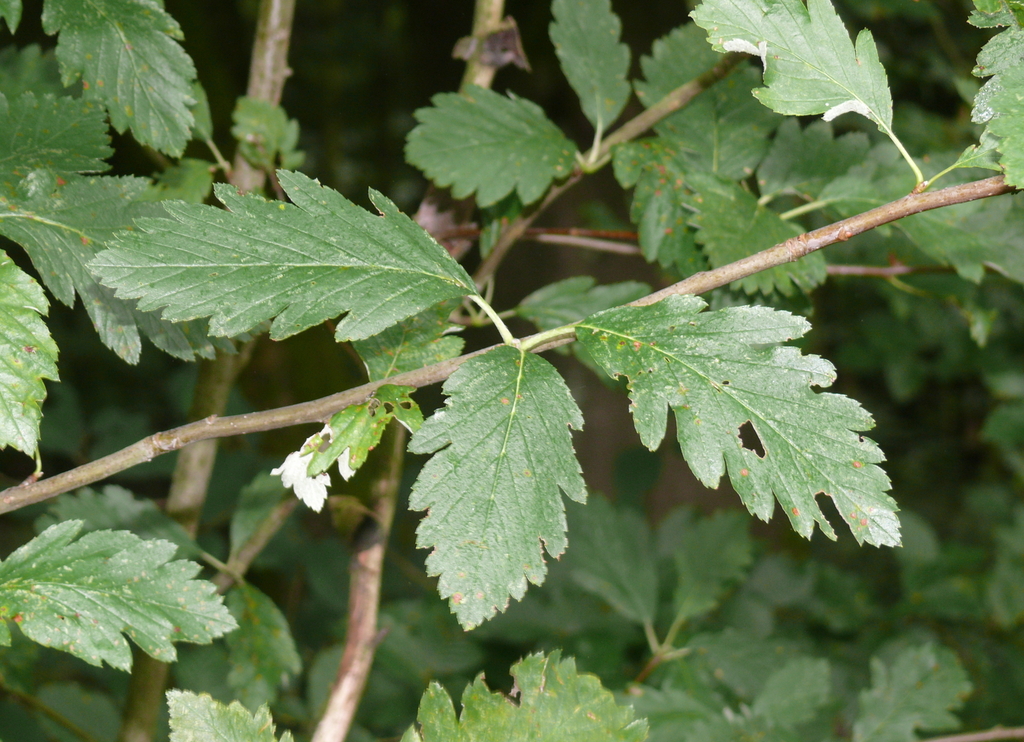 Hedlundia schwarziana