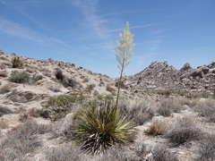 Nolina bigelovii