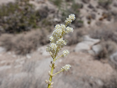 Nolina bigelovii