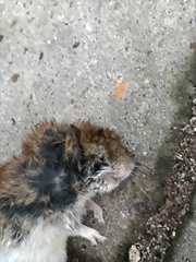 Clethrionomys glareolus