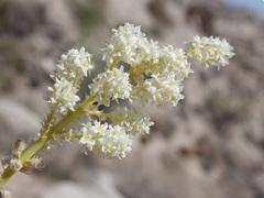 Nolina bigelovii