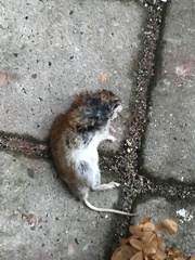 Clethrionomys glareolus