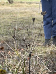 Lomatium nudicaule