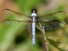Libellula flavida