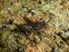 Batrachideinae