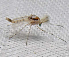 Coelotanypus concinnus