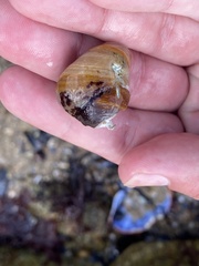 Tegula brunnea