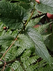 Scrophularia smithii image