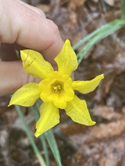 Narcissus jonquilla