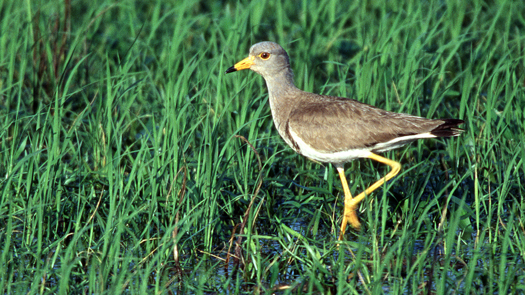 Grey-headed Lapwing