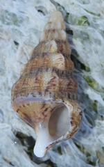 Cerithium vulgatum