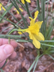 Narcissus jonquilla