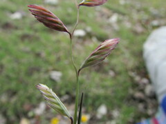 Bouteloua radicosa