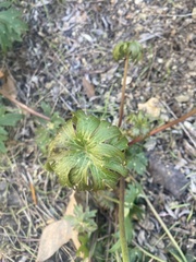 Delphinium cardinale