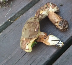 Xerocomus subtomentosus